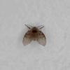 Clogmia albipunctata